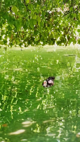 Muscovy Duck Swimming Under Tree Branches in Pond