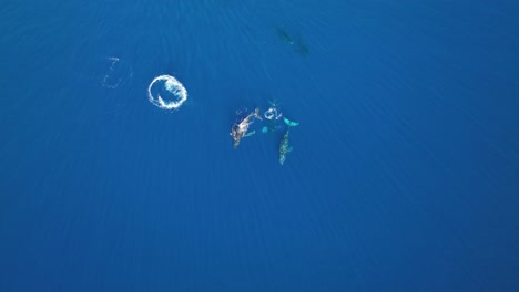 Aerial-Top-View-Descending-On-Whales