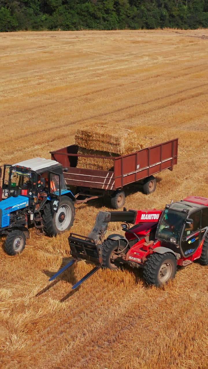 Summer yellow field farming by tractor. Industrial golden wheat big combine. Vertical video