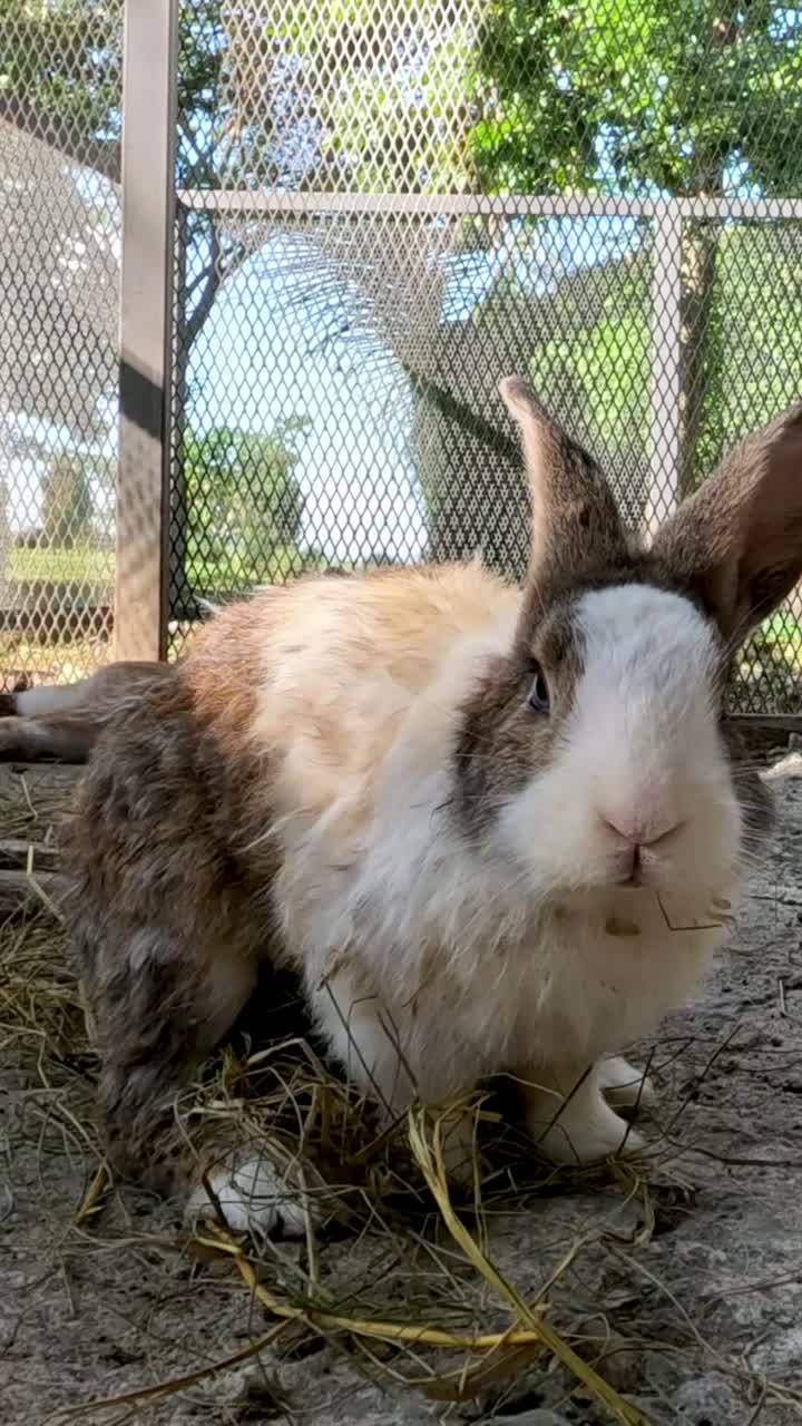 고정된 토끼를 둘러싼 염소 놀이.