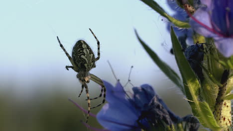 spider on a flower