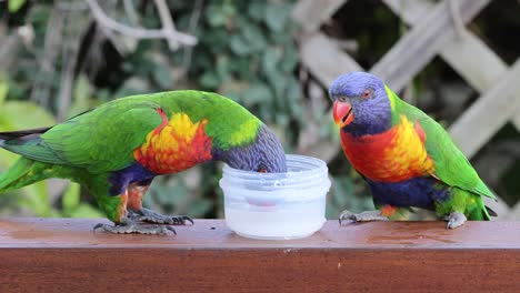 two colorful lorikeets eating from a bowl together