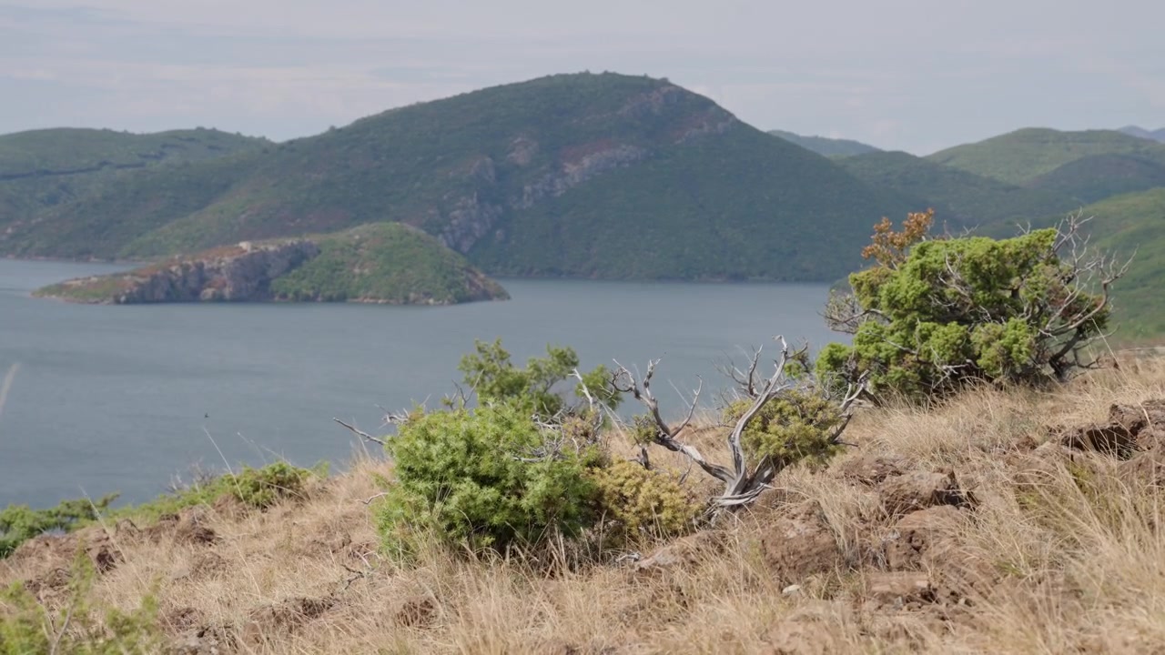 Rekaman siang hari statis rumput kering dan semak-semak yang bergerak tertiup angin di atas Danau Dajes, Slovenia, dengan bukit-bukit berhutan dan air tenang di latar belakang.