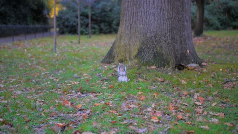 ardilla buscando comida en el parque de greenwich en londres, inglaterra