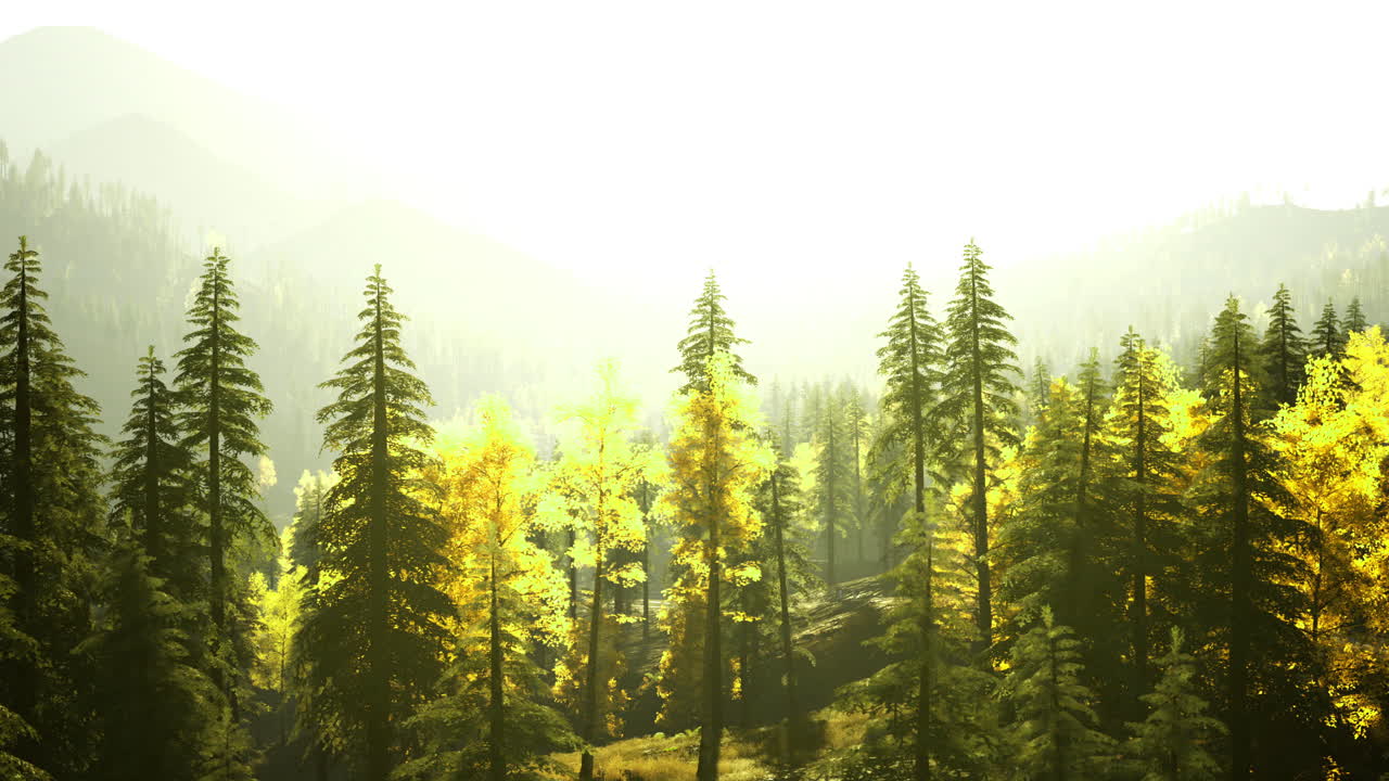 Sunlit forest with vibrant trees and misty mountains in the background