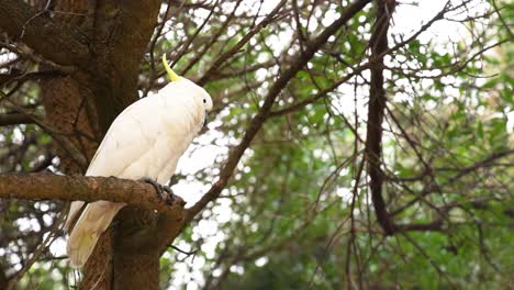 una cacatúa se sienta en una rama de un árbol