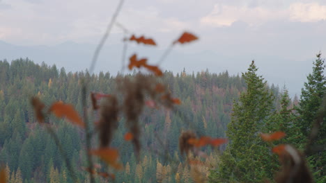 View-Of-Dense-Pine-Tree-Forest-In-Autumn-Colors-From-An-Elevated-Viewpoint