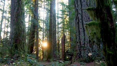 In-the-BC-rain-forest-at-sunset