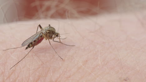 Thermoregulation-by-mosquito-during-blood-feeding,-excretes-clear-drop-of-fluid