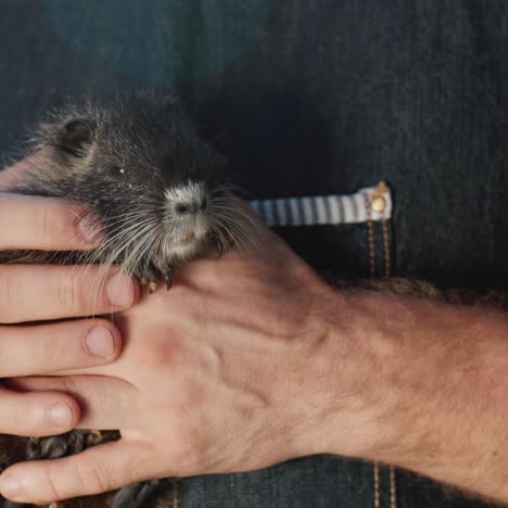 Man-is-holding-a-small-nutria-coypu-1