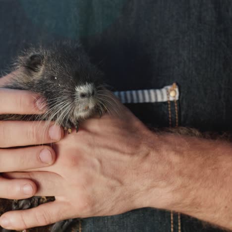 Mann-Hält-Eine-Kleine-Nutria-Nutria-1