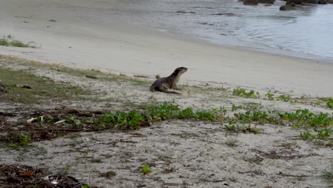 wild otter resting on changi beach sand