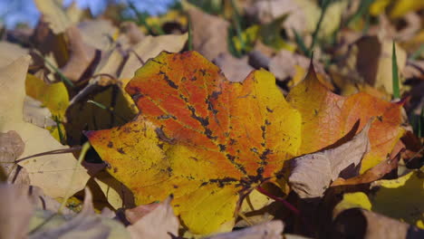 golden yellow leaf with black spots on ground in early autumn