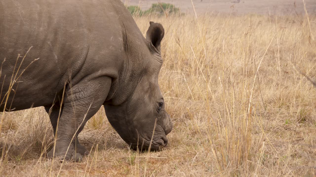 가까이에서 으로 볼 때: 하 코소가 사바나 풀을 먹는다