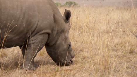 close up side view: white rhino eats savannah grass