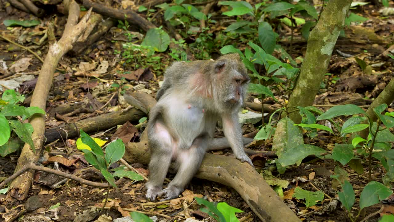 Macaque monkey Balinese long-tailed wildlife natural jungle habitat