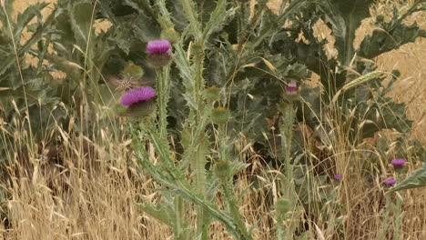 Establishing-shot:-Lined-hummingbird-moth-gets-nectar-from-Milkthistle