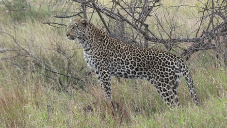 un leopardo de pie erguido para observar a la presa en la distancia