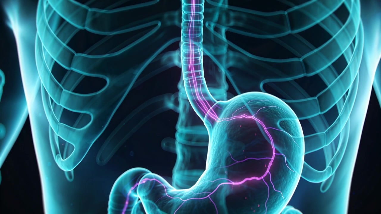 Driving pulse, stomach and esophagus pulsing pink paths in CGI, ribs and spine showing gut signals