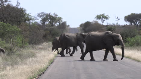 a herd of elephants with a young calf crossing a tar road in africa