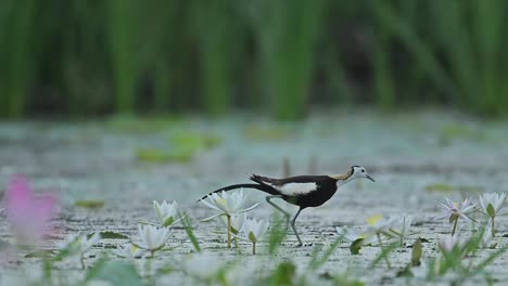 calm water surrounds feeding jacana within dense lily leaves
