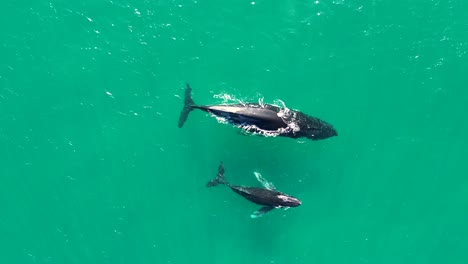 Drohnenantenne-Südkaper-Und-Babykalb-Meeressäuger-Meeresleben-Reisetourismus-Bay-Kempsey-Crescent-Head-NSW-Australien-4k