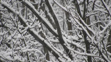 In-Den-Ferien-Schneit-Es-über-Dem-Wald