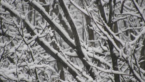 snowing over the forest in the holidays