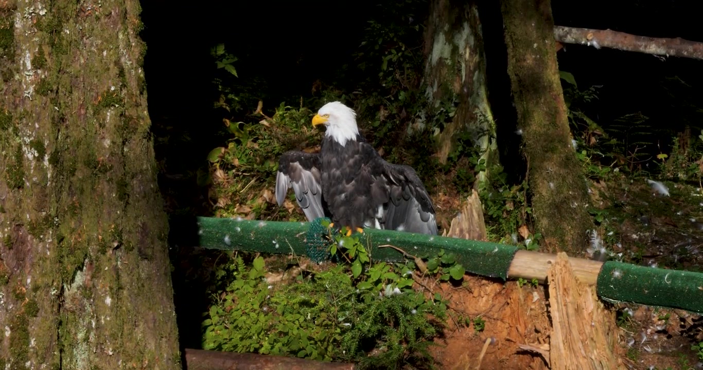 Bald eagle drying its wings in the sun, Alaska.