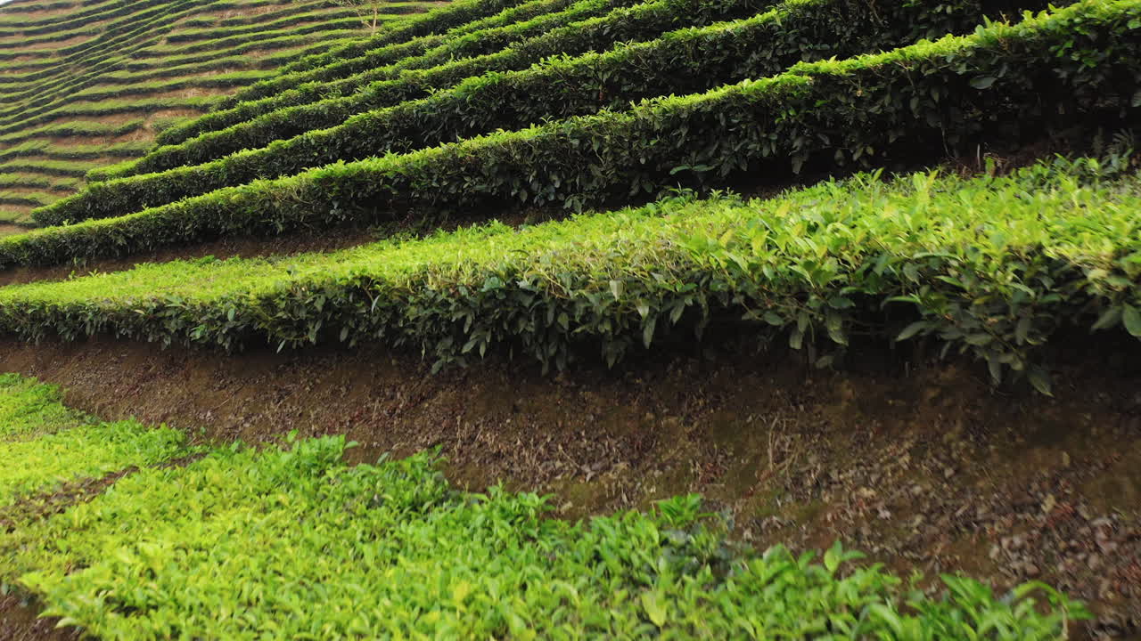 Close-up of green terraced tea plantations.