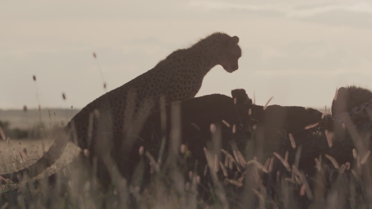 Solid Green Screen Background for Chroma Key Compositing