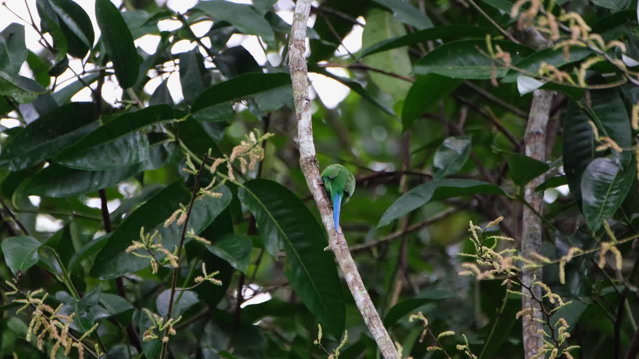 encaramado en una rama mientras se ve desde su espalda mientras mira por encima del hombro, pico ancho de cola larga psarisomus dalhousiae, parque nacional khao yai, tailandia