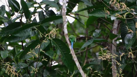 肩越しに見えるように背中から見ながら枝に腰掛け、オナガハシロハシシギ psarisomus dalhousiae、カオヤイ国立公園、タイ