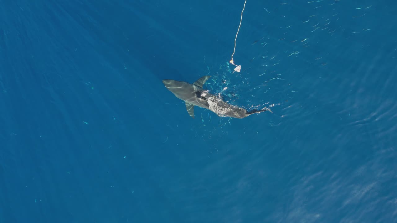 aéreo, disparo de drone del gran tiburón blanco, carcharodon carcharias, tratando de atrapar un trozo de cebo en la isla guadalupe, méxico