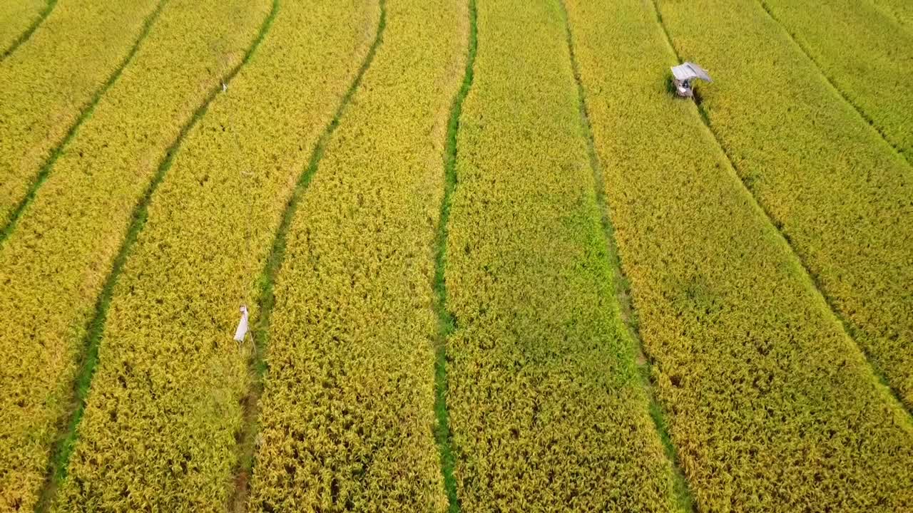 la belleza de los campos de arroz verdes y fértiles con arroz listo para ser cosechado