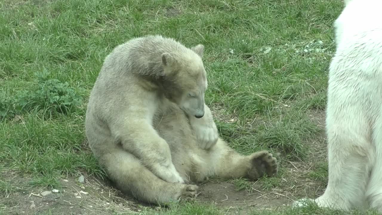 Polar Bear Sitting On Ground While Scratching Itself. - close up