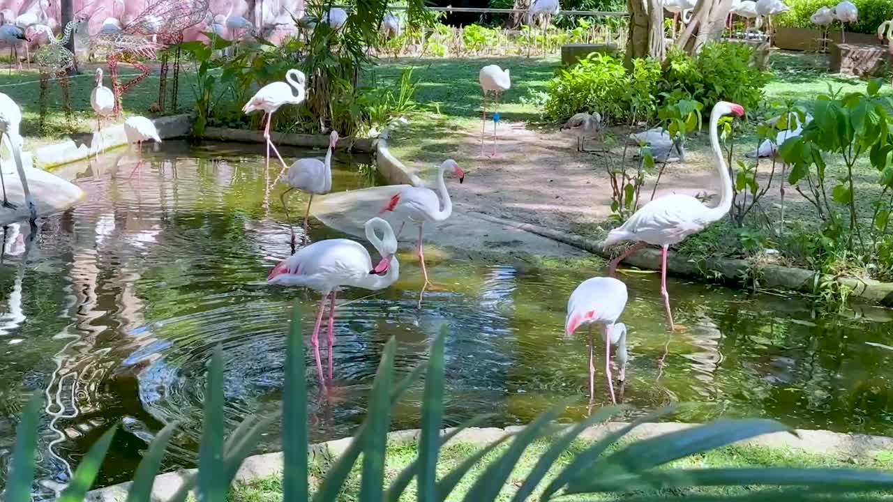 조용 한 동물원 환경 에서 바다 를 고 있는 플라밍고