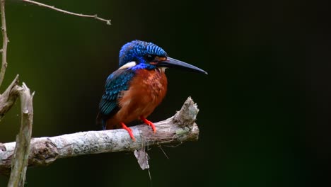 the blue-eared kingfisher is a small kingfisher found in thailand and it is wanted by bird photographers because of its lovely blue ears as it is a small, cute and fluffy blue-feather-ball of a bird