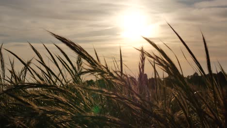 nice breeze in the high herbs at sunset