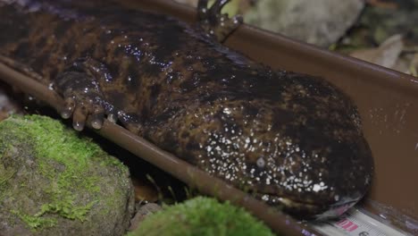 Osanshouo,-The-Japanese-Giant-Salamander-Being-Studied-at-Night