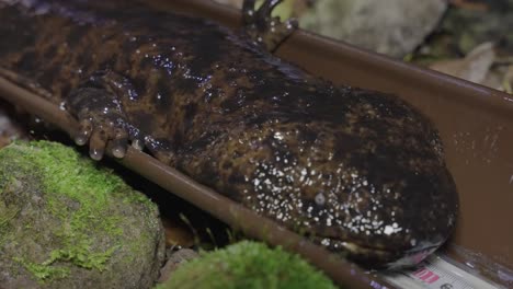 osanshouo, la salamandra gigante japonesa estudiada de noche