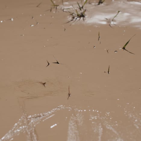 The-earth-is-covered-with-a-layer-of-clay-after-a-flood