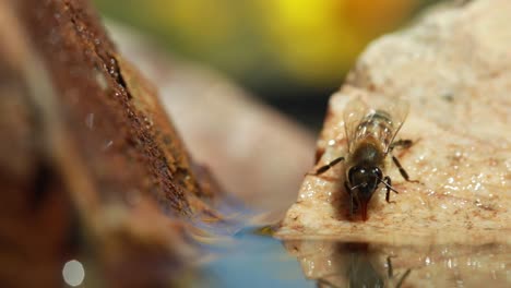 honey bee sits on rock and drinks water