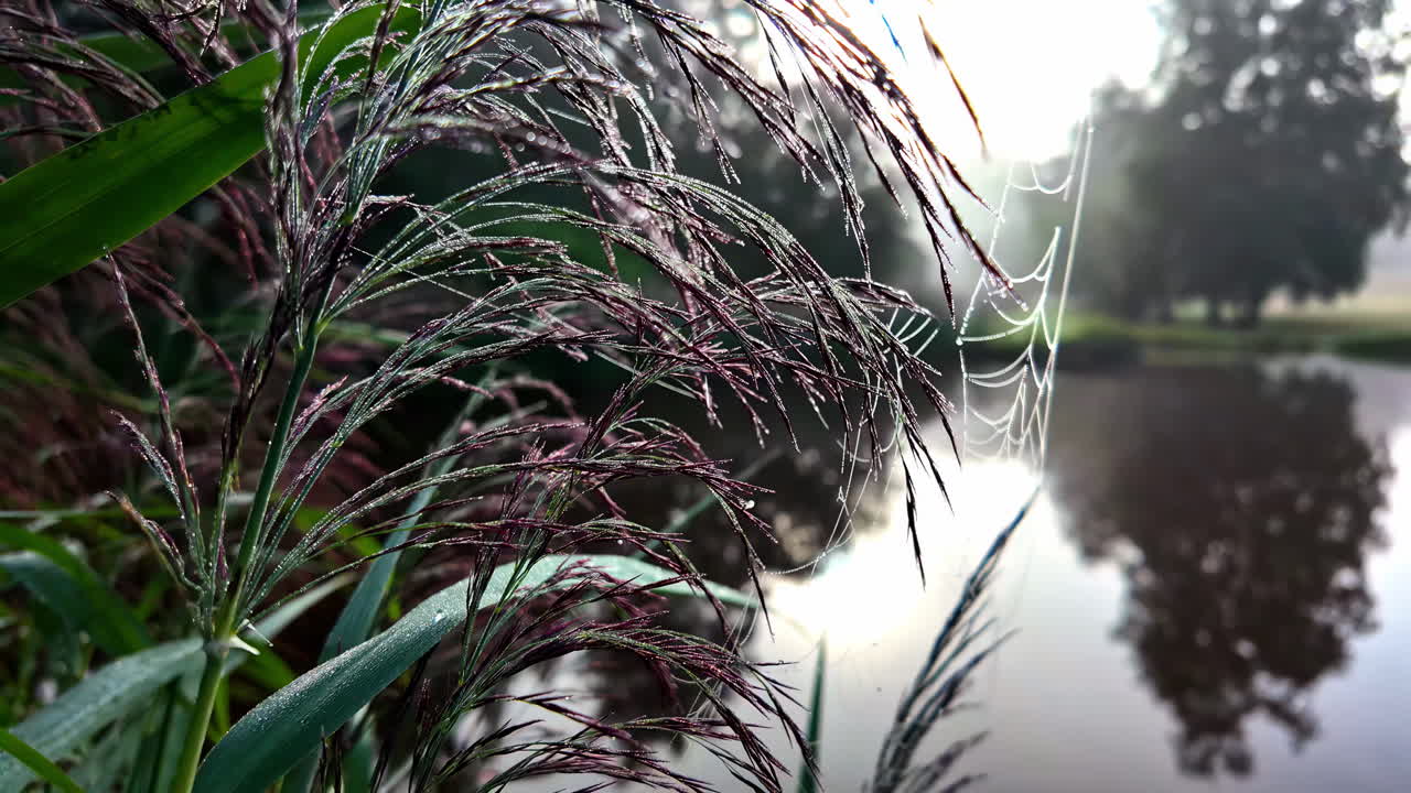 Mañana brumosa junto al lago