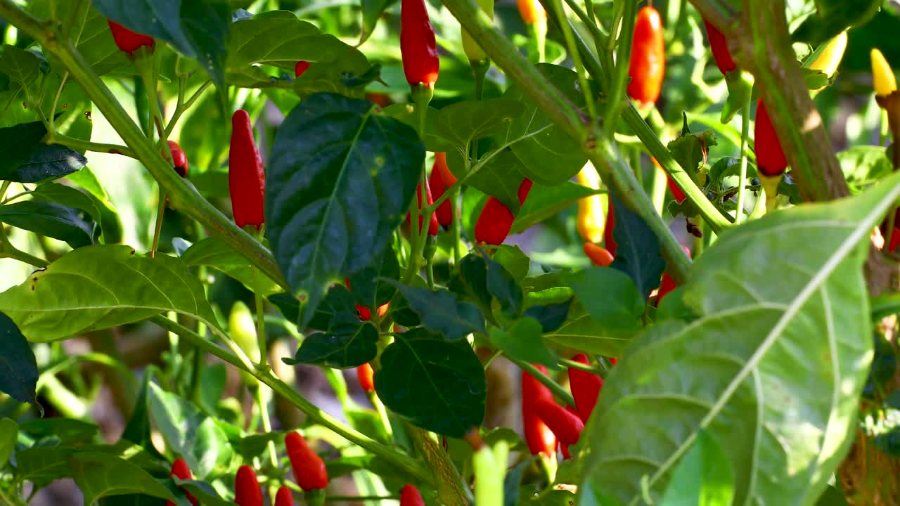 Static video of Tabasco peppers in a garden. Wind blows the leaves and peppers