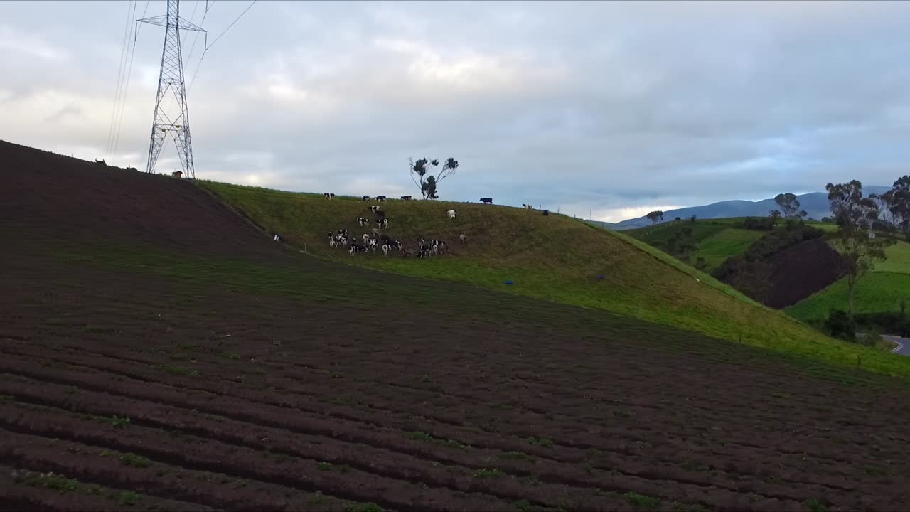 DRONE SIDETRACK OVER FARMLAND IN NARI&Ntilde;O COLOMBIA WITH COWS AND BLUE SKY
