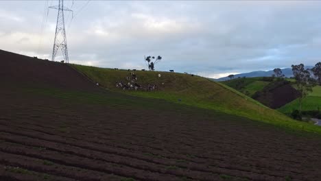 Drohnenablenkung-über-Ackerland-In-NariÑo,-Kolumbien-Mit-Kühen-Und-Blauem-Himmel