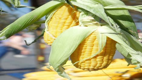 two ears of corn hanging