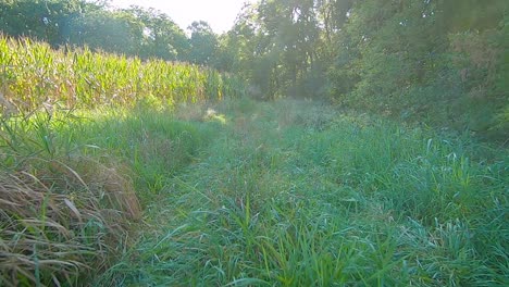 Punto-De-Vista-Conduciendo-Un-Pequeño-Vehículo-Todo-Terreno-A-Través-De-Un-área-Cubierta-De-Hierba-Entre-Un-Campo-De-Maíz-Y-Un-Puesto-De-Madera