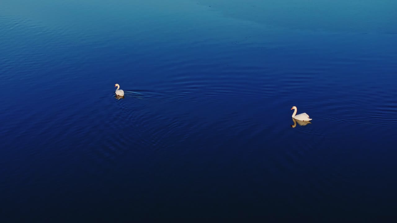Cinematic aerial shot of swans on water reflecting eternal bond, peaceful soul